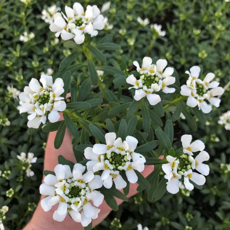 creeping thyme ground cover wiki